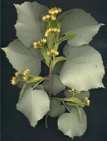 MSA TILIA TOMENTOSA 50 ML - Farmacia Mastrangelo 