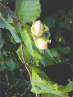 MSA CORYLUS AVELLANA 50 ML - Farmacia Mastrangelo 