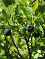 TSA VACCINIUM MYRTILLUS 50 ML - Farmacia Mastrangelo 