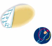 COMPEED VESCICHE CEROTTI FORMATO MEDIO 5 PEZZI - Farmacia Mastrangelo 
