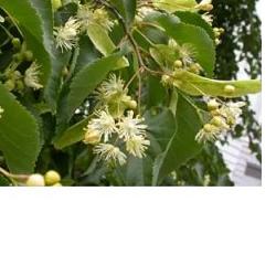 EIE TIGLIO 30 ML GOCCE - Farmacia Mastrangelo 