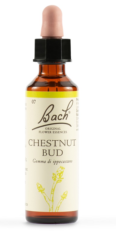 CHESTNUT BUD BACH ORIG 20 ML - Farmacia Mastrangelo 